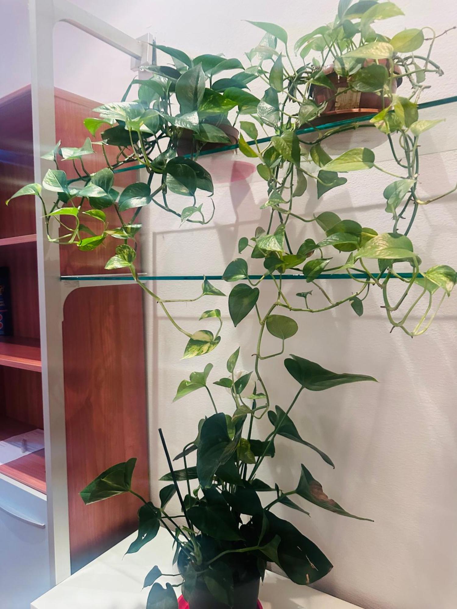 Entire 3 Bed Rooms Apartment,Centrum 제노바 외부 사진